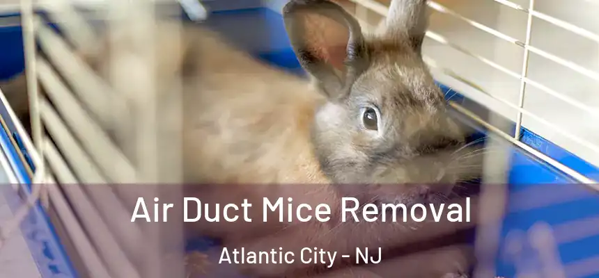 Air Duct Mice Removal Atlantic City - NJ